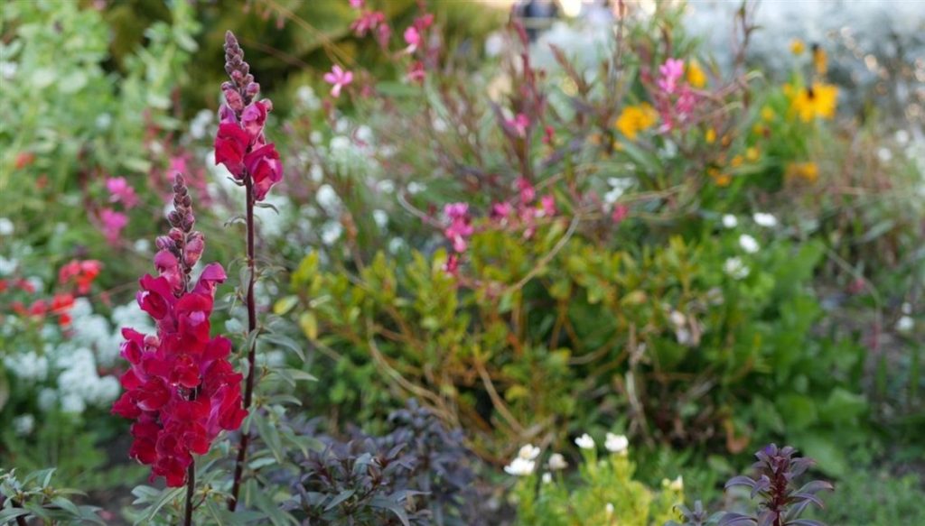 California wildflowers is garden topic on September 3