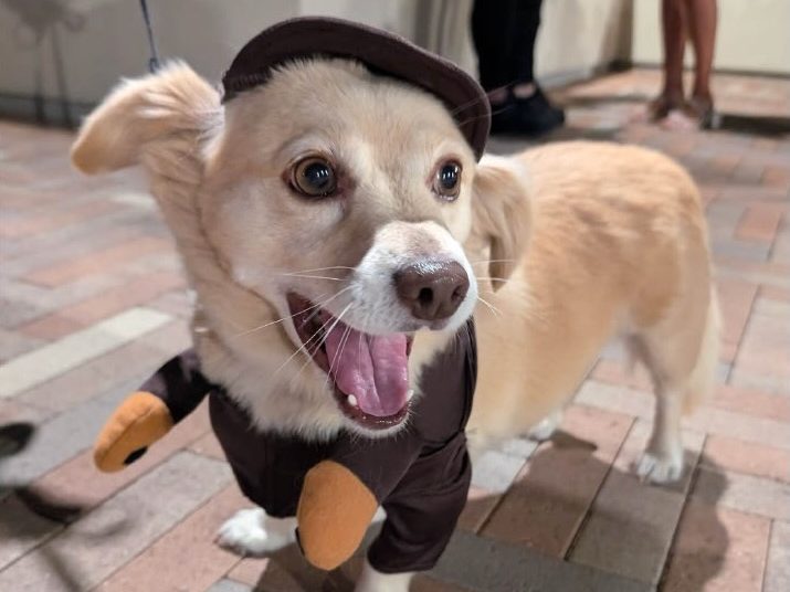 Barks & Boos returns to Springline in Menlo Park on October 24