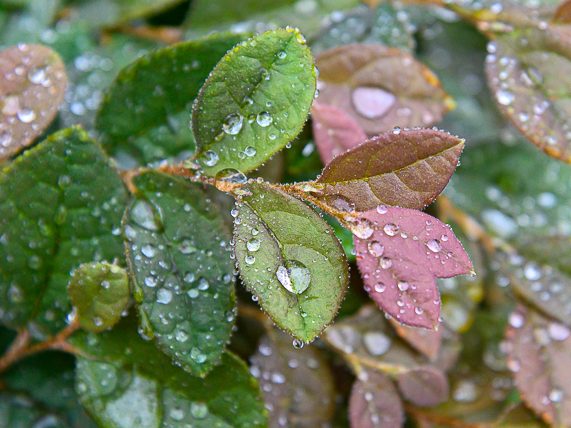 Annual rainfall in Menlo Park for 2024-2025