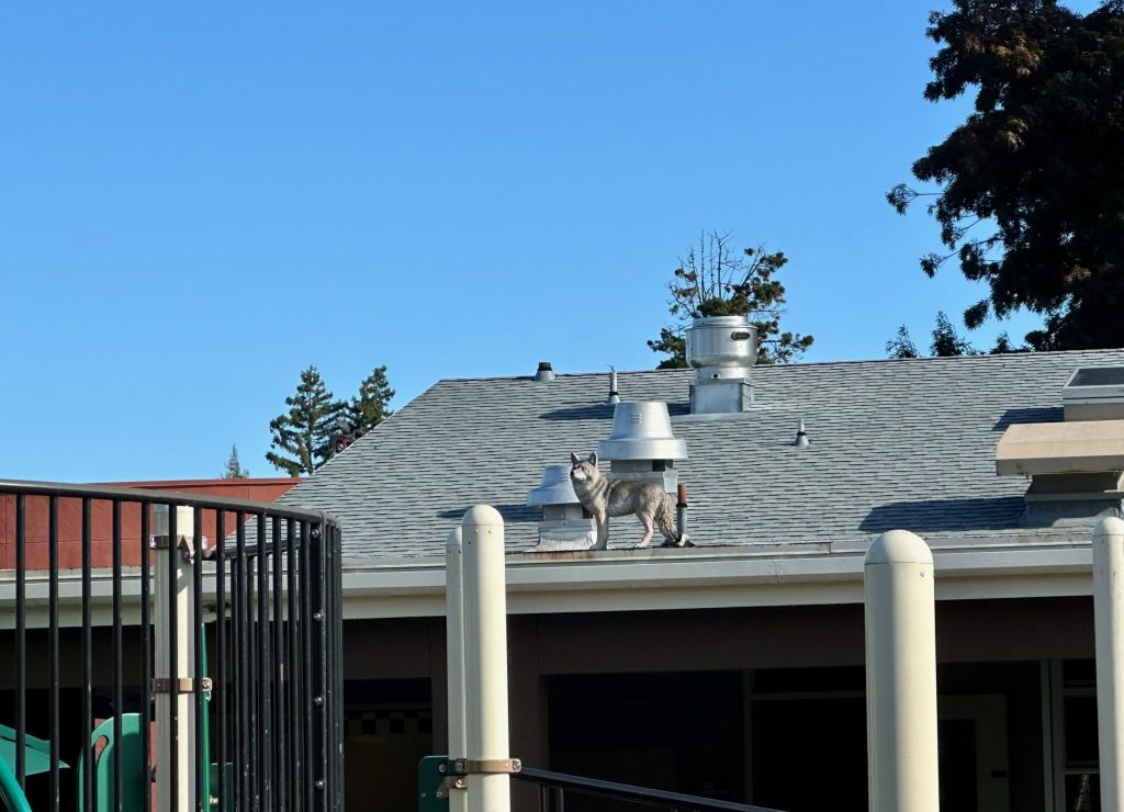 Spotted: “Coyotes” guarding local school playgrounds
