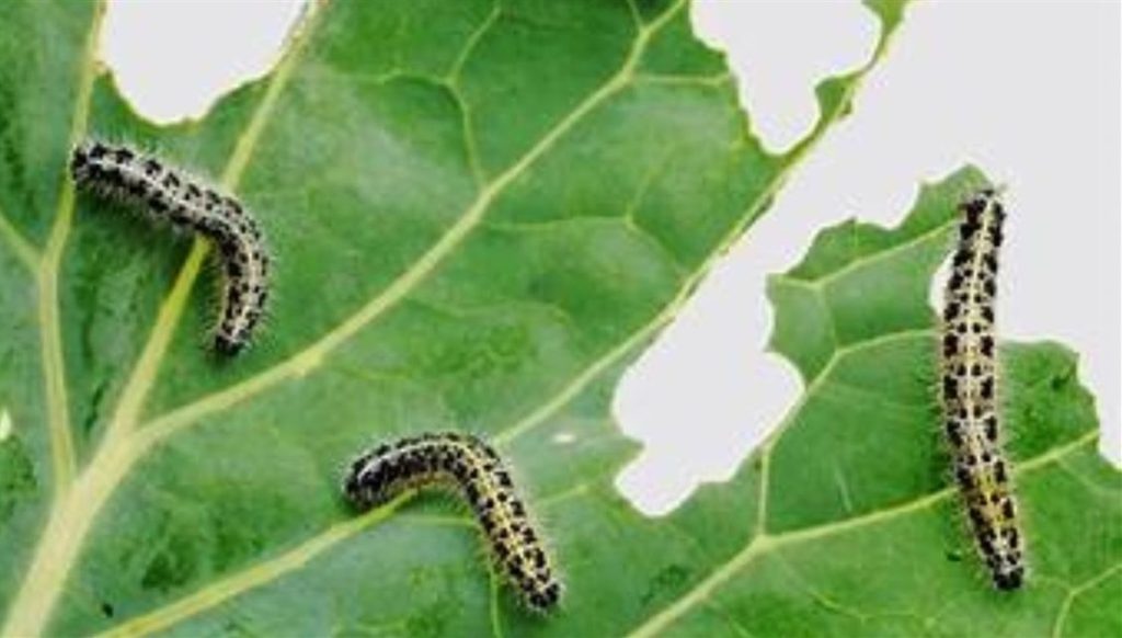 Integrated Pest Management is Garden Talk topic on December 3