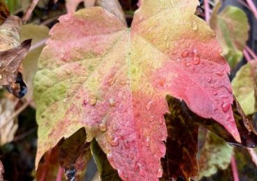 Yesterday’s storm brings just a bit of rain and wind to Menlo Park