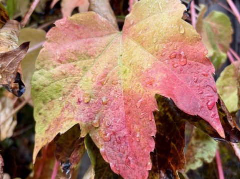 Yesterday’s storm brings just a bit of rain and wind to Menlo Park