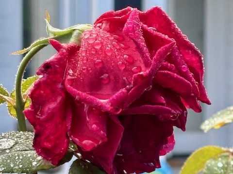 Updated rainfall total for Friday, November 13