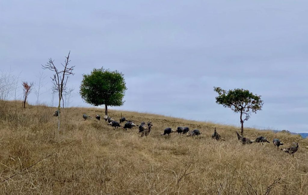 Spotted: Turkey feeding frenzy on the Dish