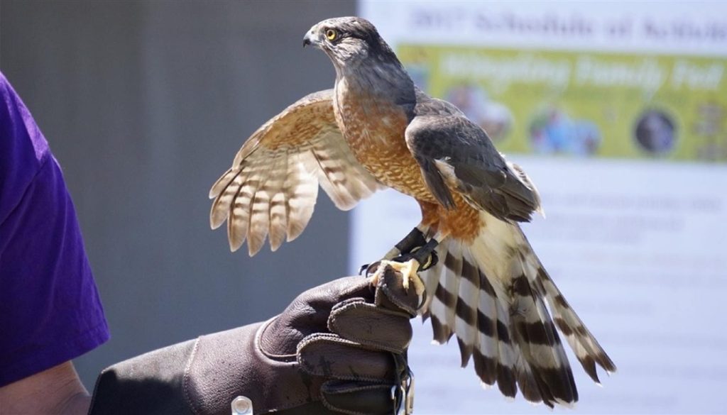 View native birds and learn their stories on January 4 at Belle Haven Library