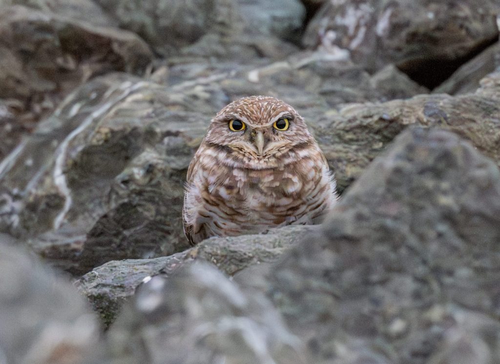 Burrowing owl adventures with Rick Morris of IntheWildwithRick