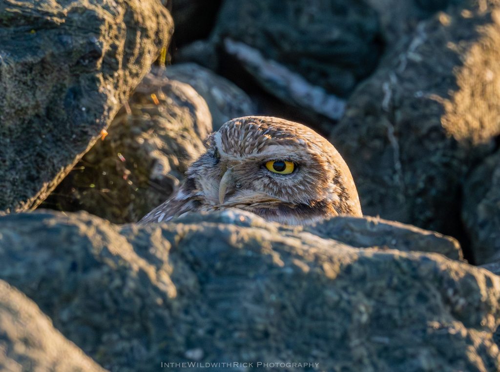 Corrected email for Rick Morris bird tours