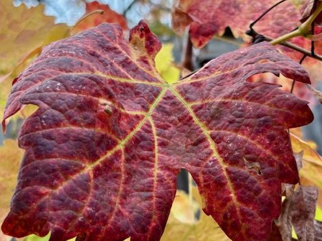 Spotted: Pretty Fall leaves on a morning walk