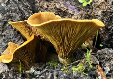 A tiny bit of rain falls on Menlo Park — again