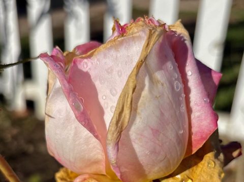 Spotted: Beautiful flower speckled with dew drops