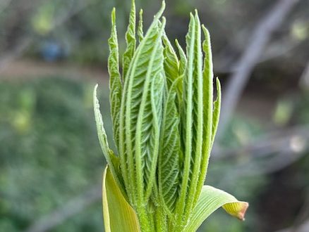 Spotted: Budding flower on sunny winter day