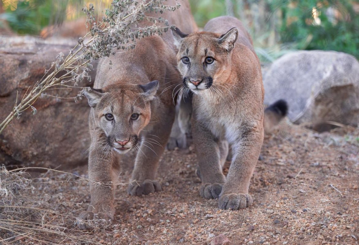 Inspiring Recovery: The Heartwarming Journey of Orphaned Mountain Lion Cubs