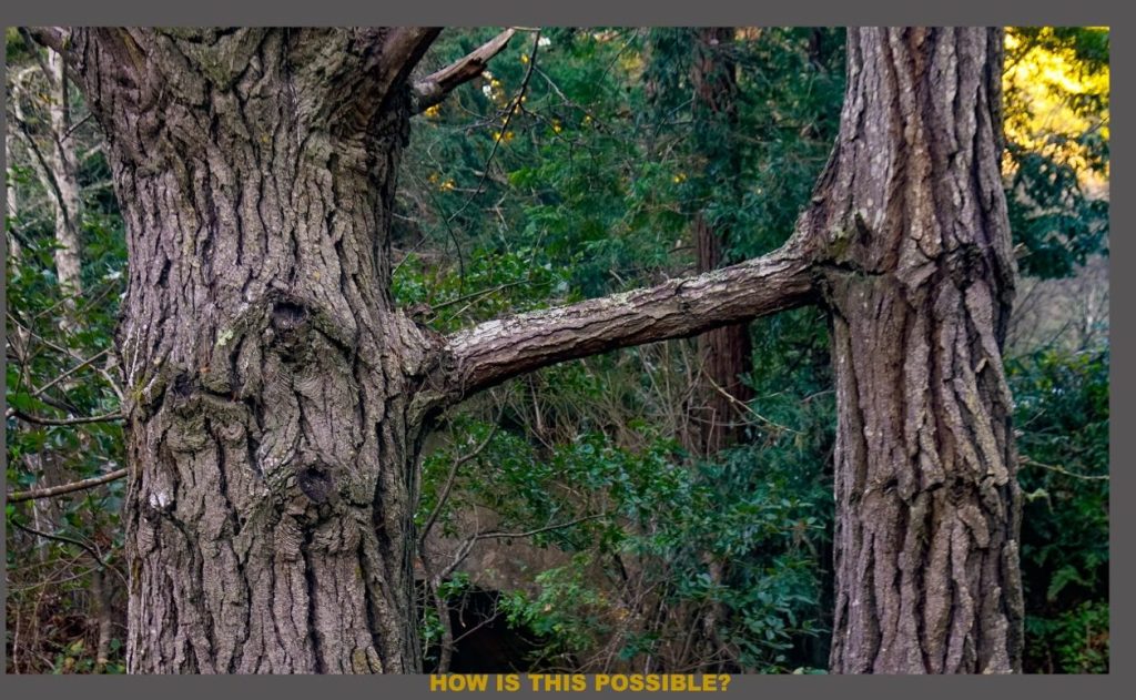 Spotted: Separate trees connecting