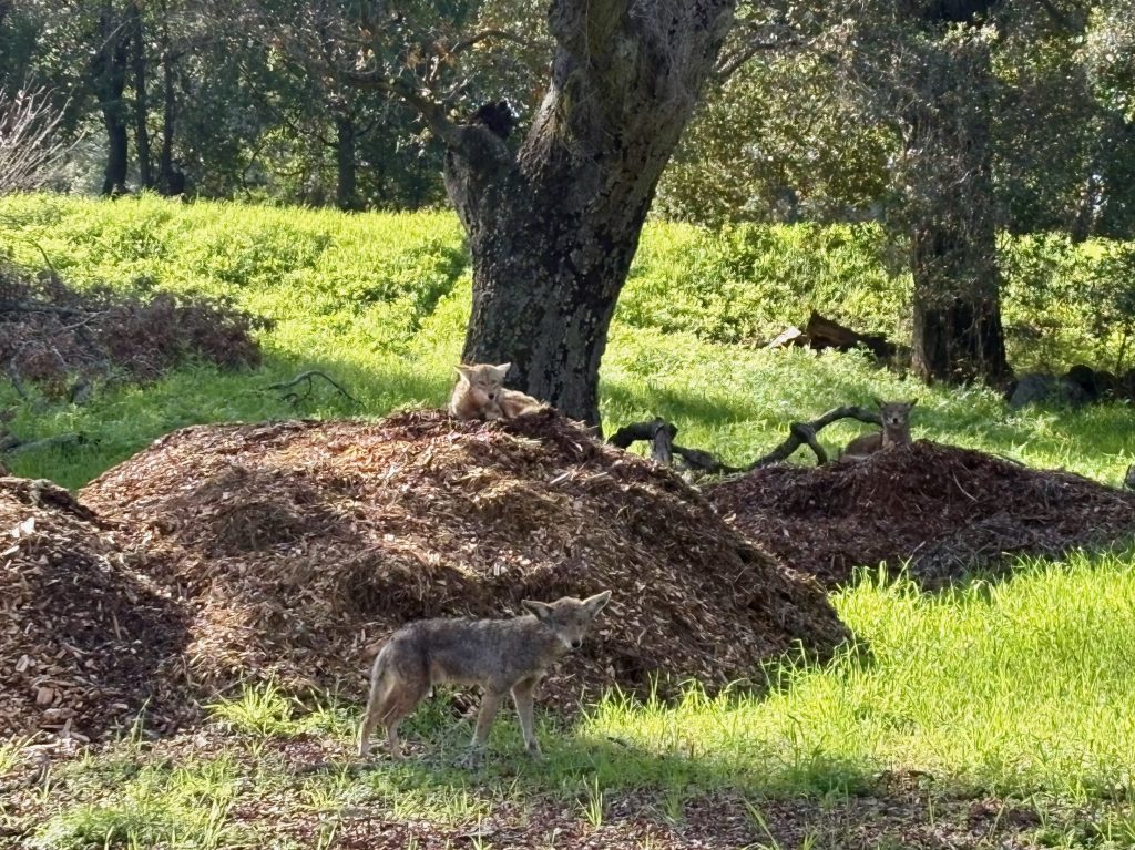 Spotted: A pair of courting coyotes on the Stanford golf course