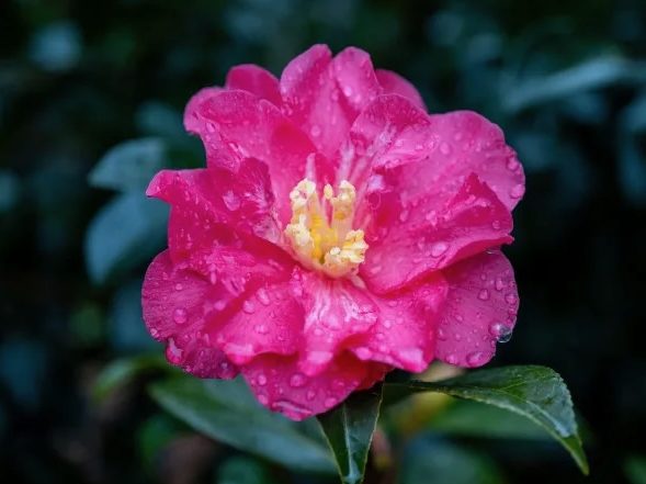 Yes, it finally rained in Menlo Park — with more to come