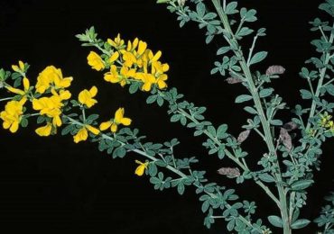 Annual Portola Valley French Broom pull set for March 15