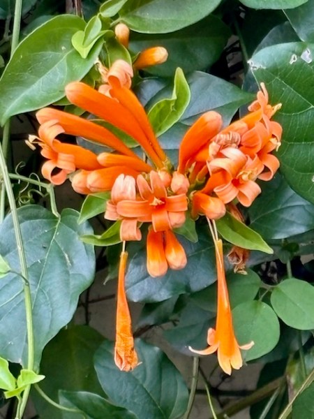 Spotted: Another pretty pre-spring bloom