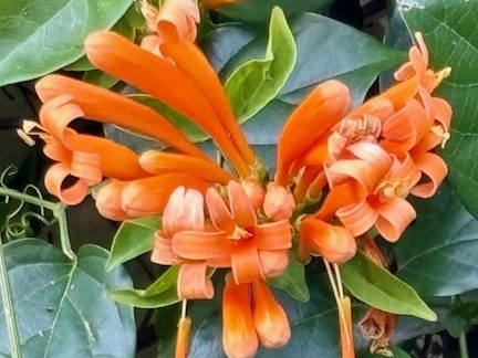 Spotted: Another pretty pre-spring bloom