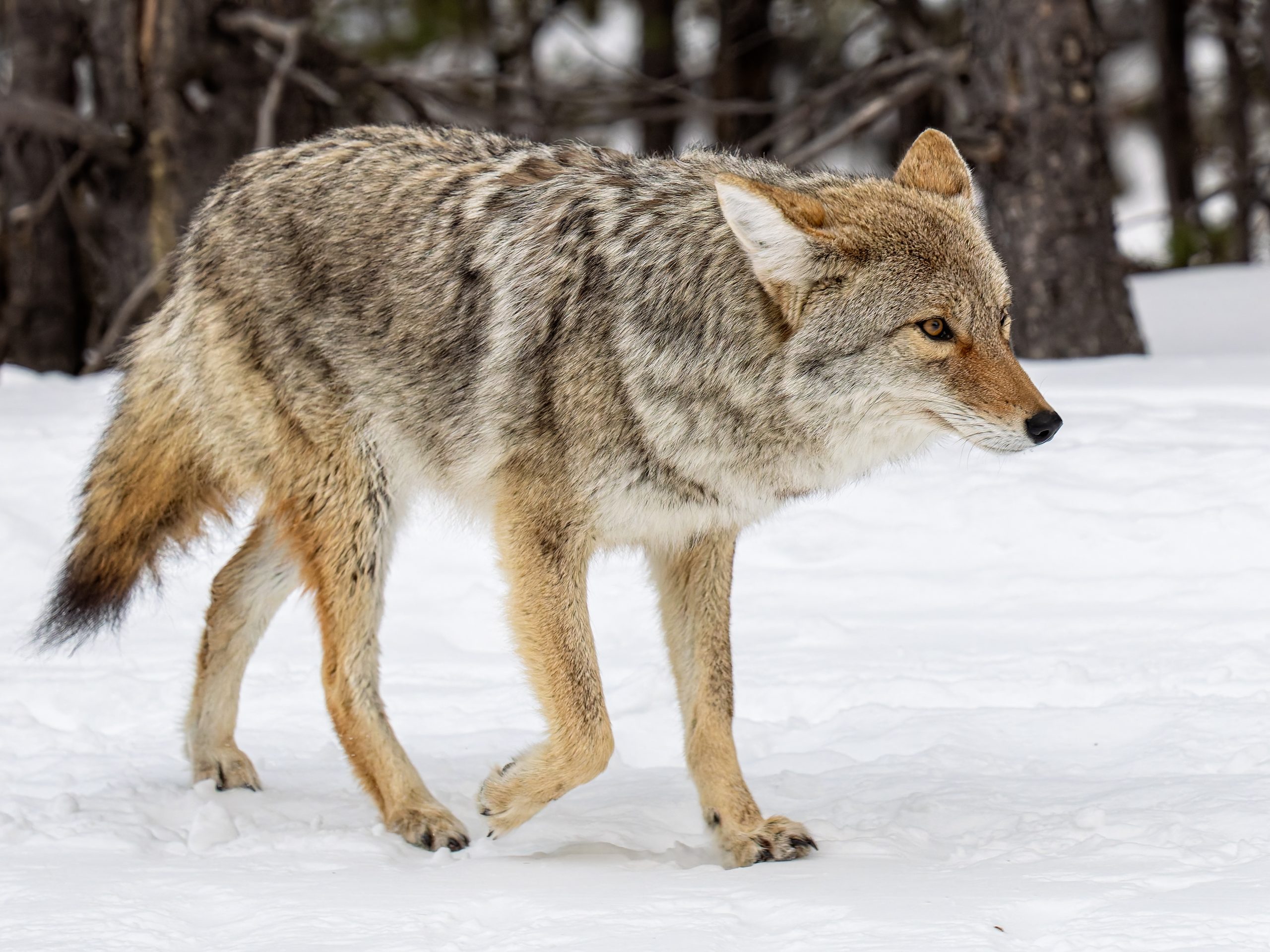 coyote in Yellowstone