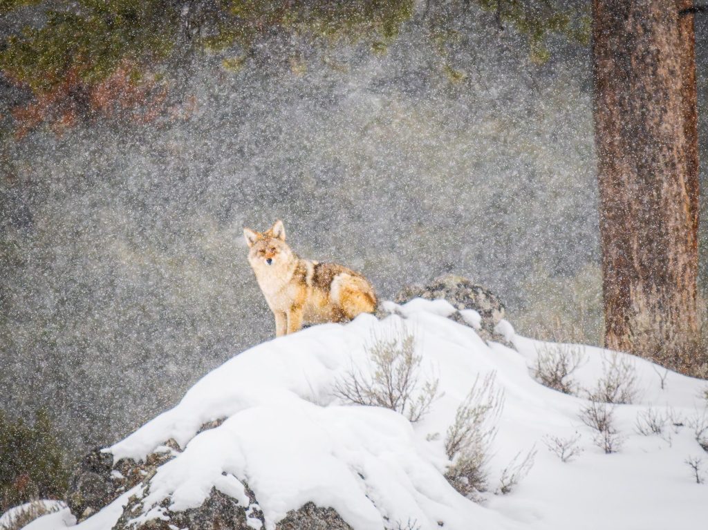 Photographer Irene Searles returns to Yellowstone — starring coyotes this year