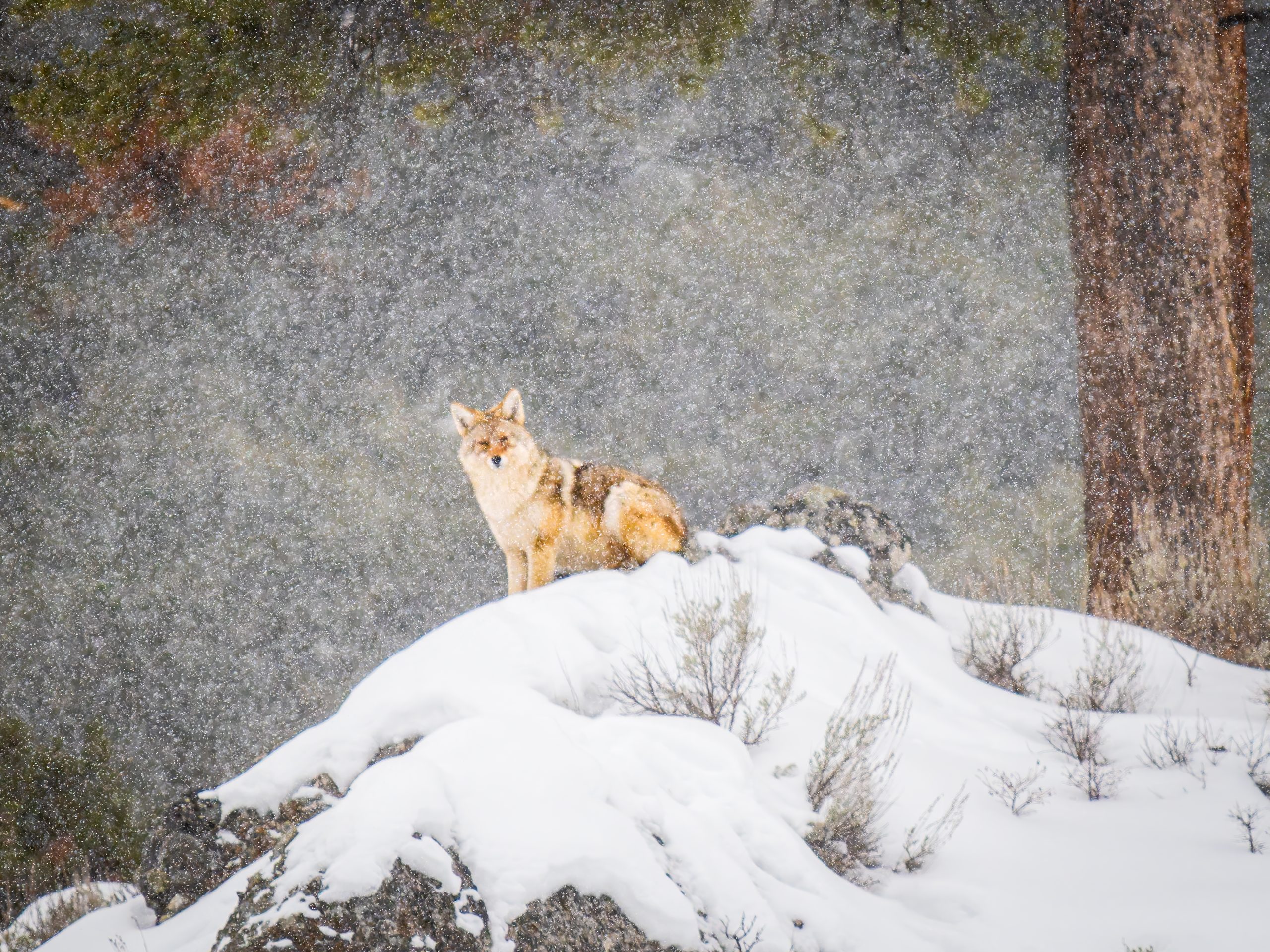coyote in Yellowstone