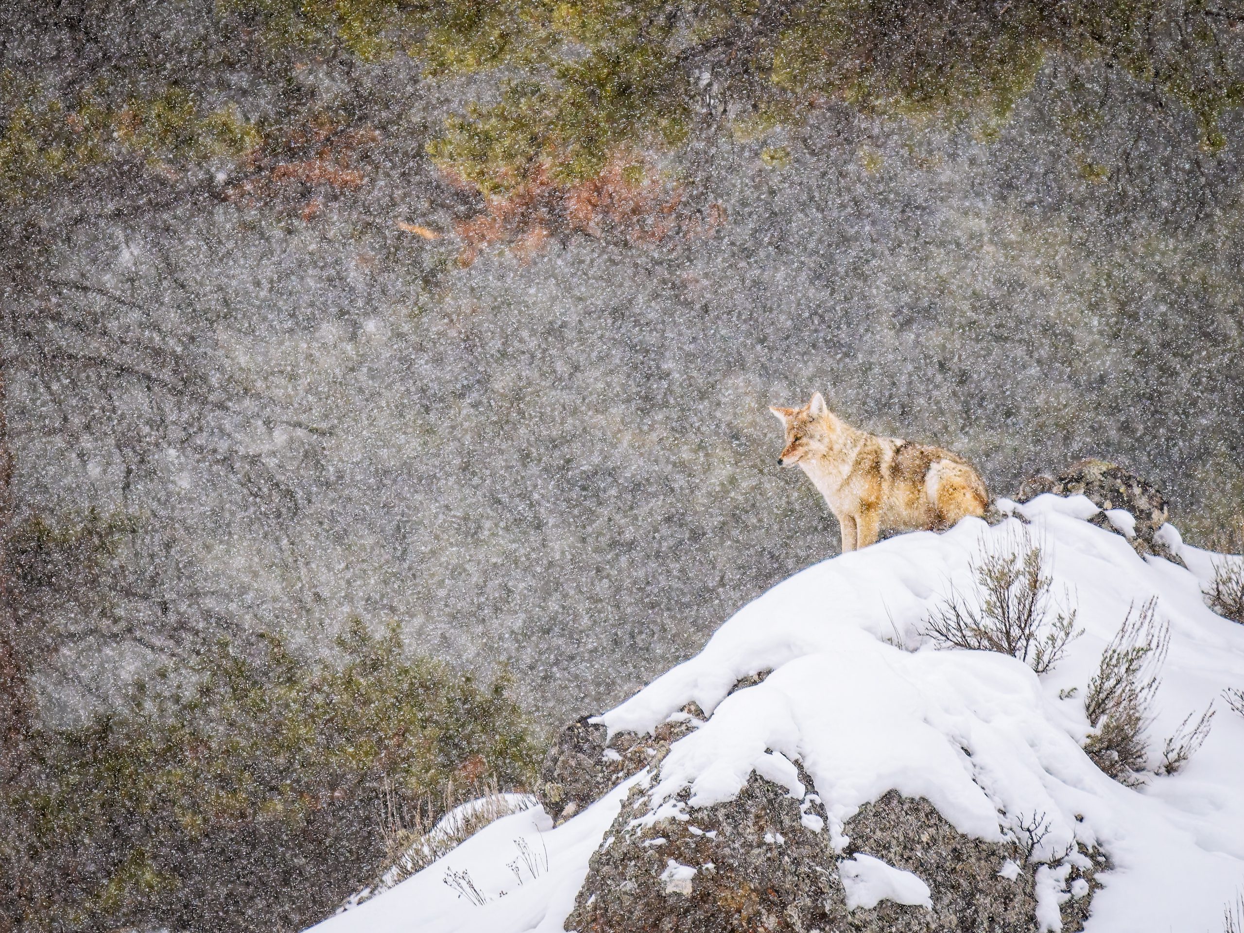 coyote in Yellowstone