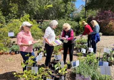 Woodside-Atherton Garden Club Plant Sale set for May 9