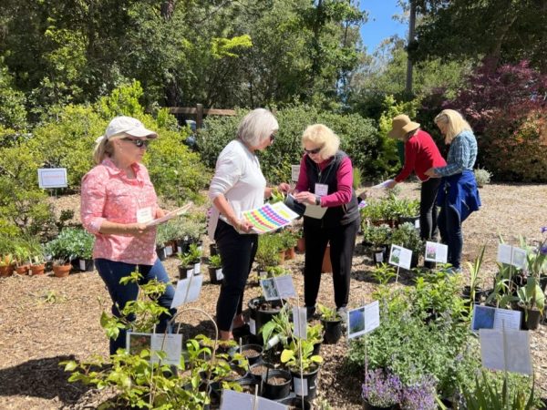 Woodside-Atherton Garden Club Plant Sale set for May 9