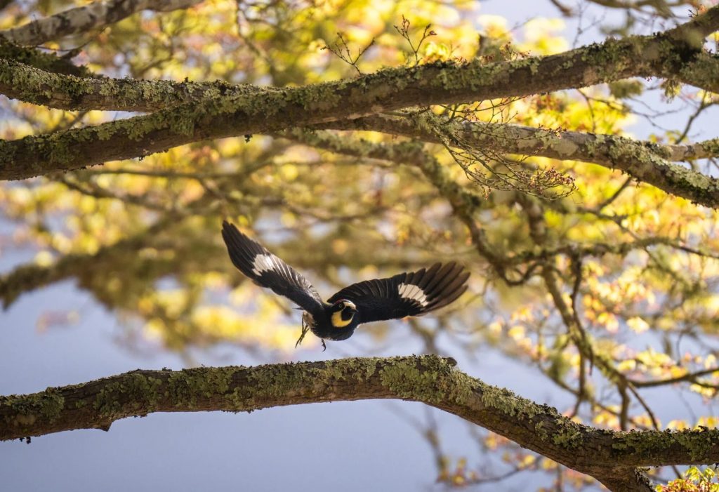Filoli offers three guided bird walks in March