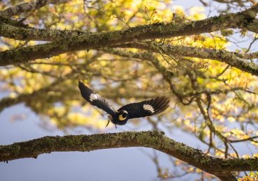 Filoli offers three guided bird walks in March