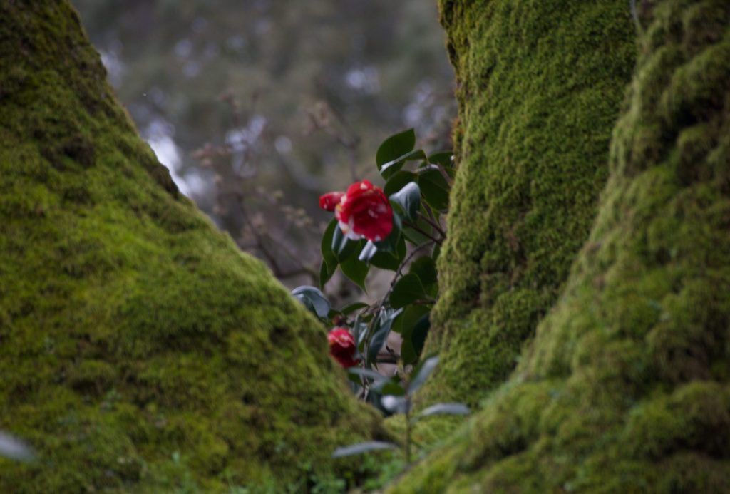 Menlo School student shares poem, photo in advance of Voices of Hope concert