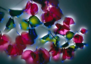 Robert Buelteman talks about his non-digital cameraless photographs on April 16