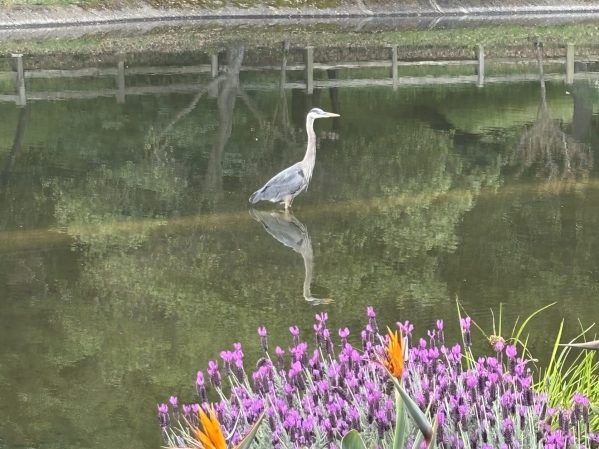 Wimpy rain continues in Menlo Park