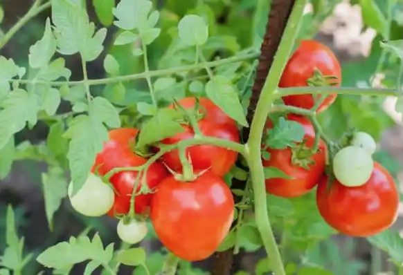 Success with Tomatoes is Garden Talk on April 1