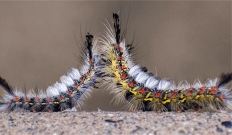 Increased Western Tussock Moth caterpillar activity in Menlo Park