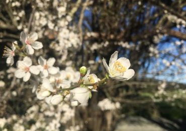 “Spring in Portola Valley” photo contest — submissions due April 10