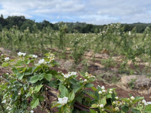 Spotted: Flowering berries at Webb Ranch