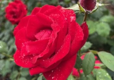 “Rainy rosy morning” in Menlo Park