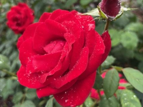 “Rainy rosy morning” in Menlo Park