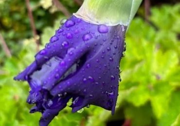 Rain continues in Menlo Park — updated report