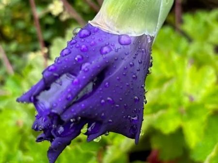 Rain continues in Menlo Park — updated report