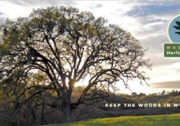 Woodside Heritage Tree Award applications due on April 5