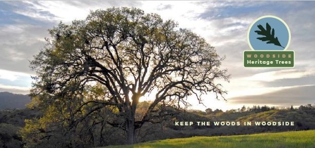 Woodside Heritage Tree Award applications due on April 5