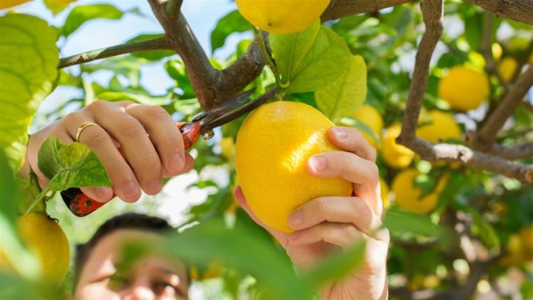 growing citrus trees