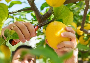 “Citrus tree care” is garden topic on June 3