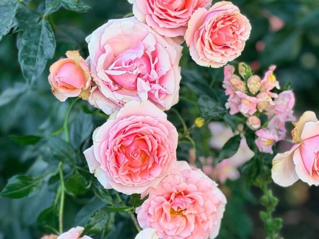 Spotted: Burst of pink flowers brightens a May day