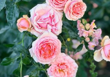 Spotted: Burst of pink flowers brightens a May day