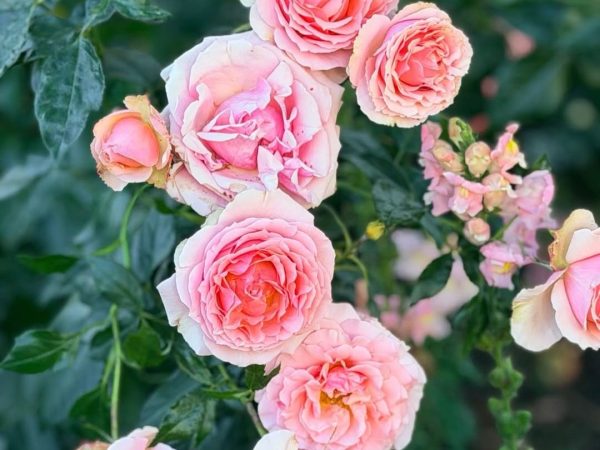 Spotted: Burst of pink flowers brightens a May day