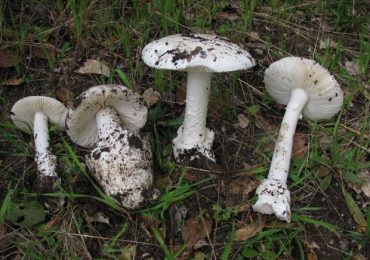 Beware of poisonous mushrooms in Menlo Park and surrounding areas
